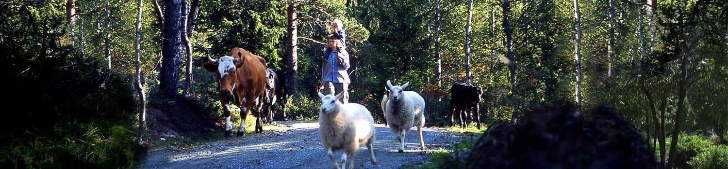 Håvardsrud Seterliv bilde 1