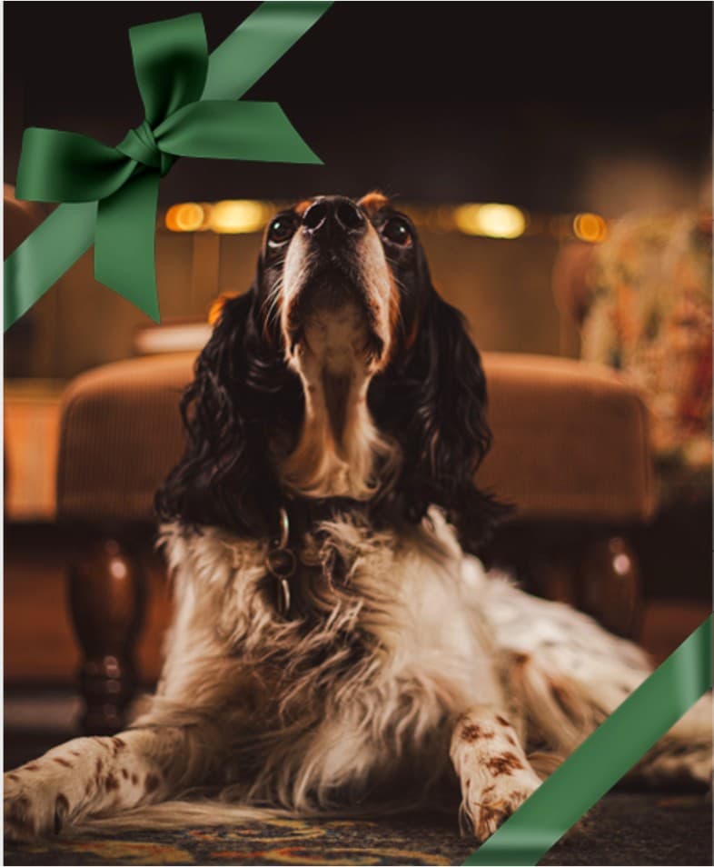 Bardøla Høyfjellshotell bilde 2