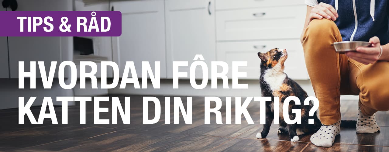 Buddy Vestkanten bilde 3