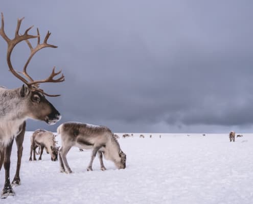 Halne Fjellstugu bilde 7