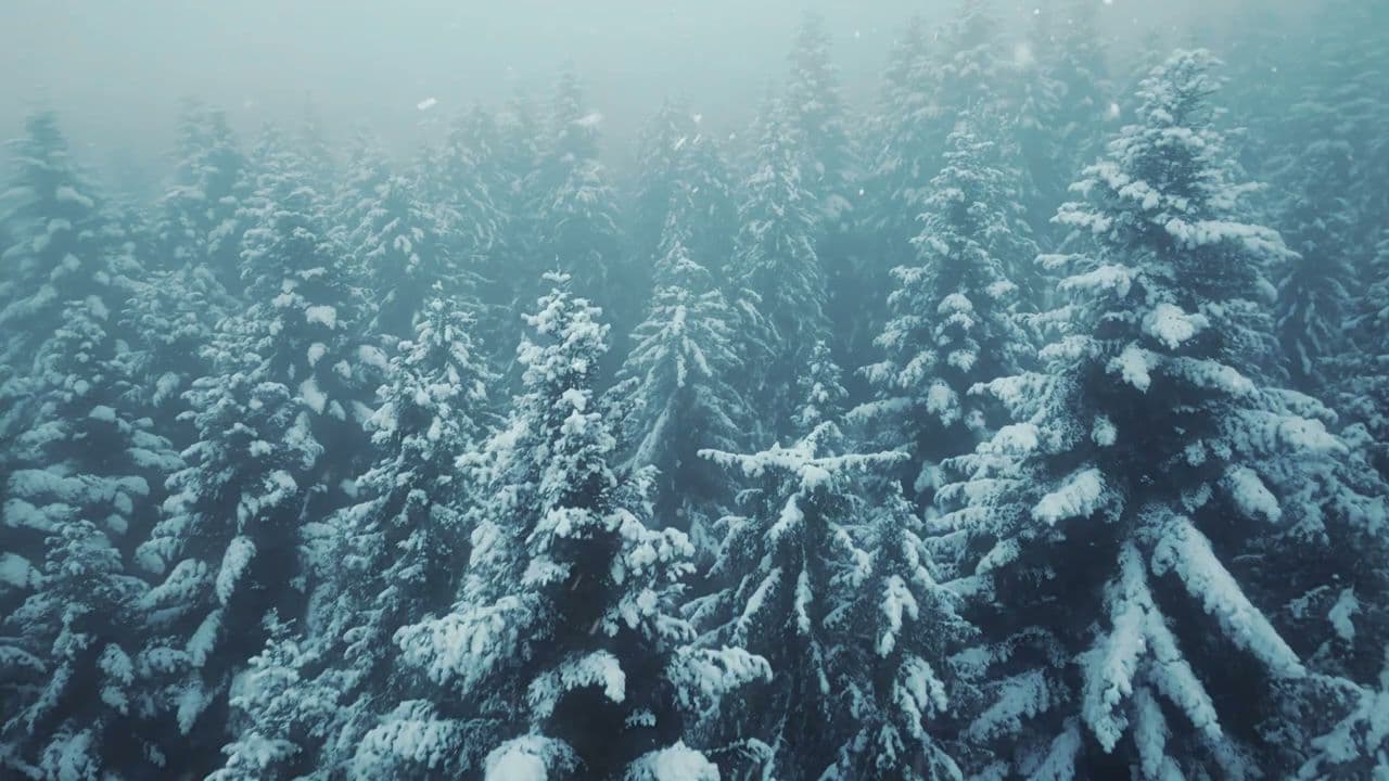 Vinterfestuka i Narvik bilde 2