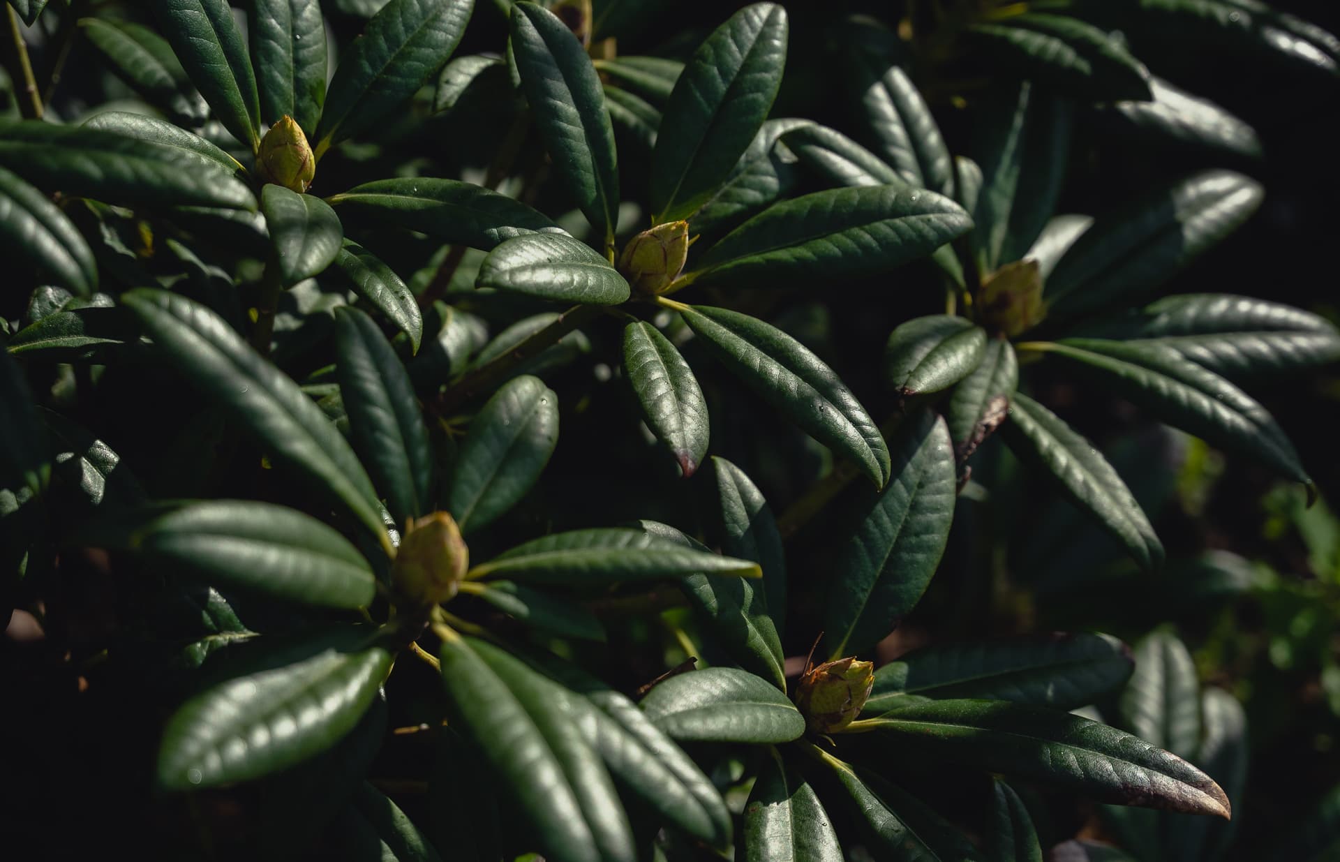 Hageland Hønefoss bilde 1