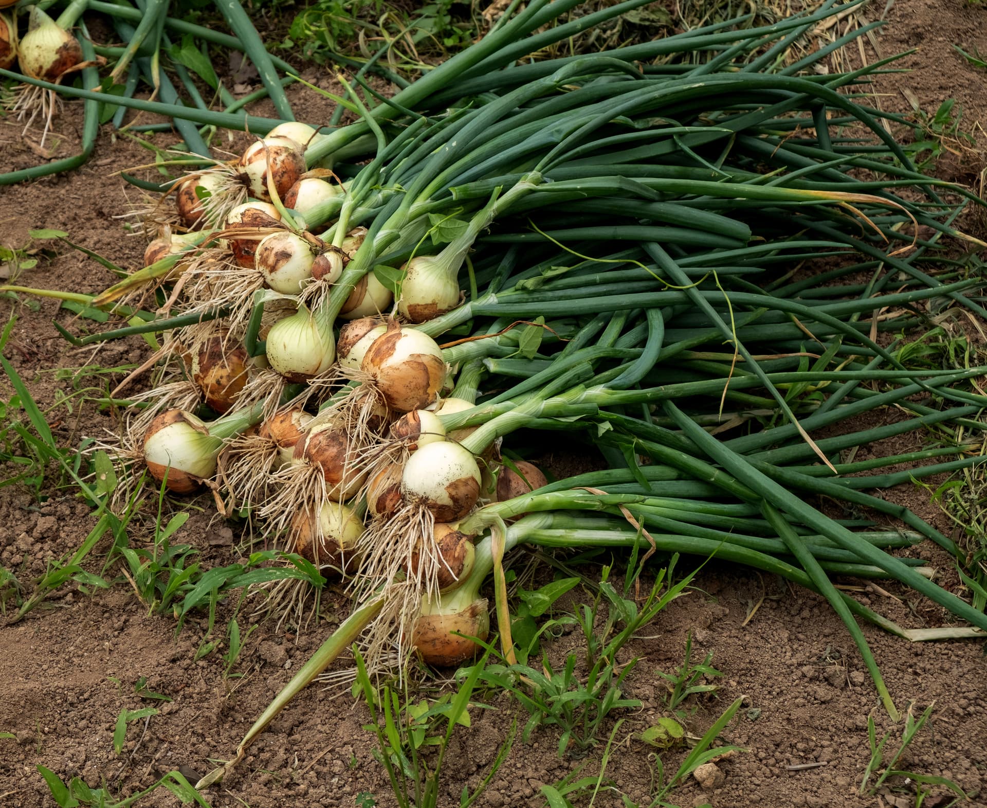 Hageland Sande bilde 8