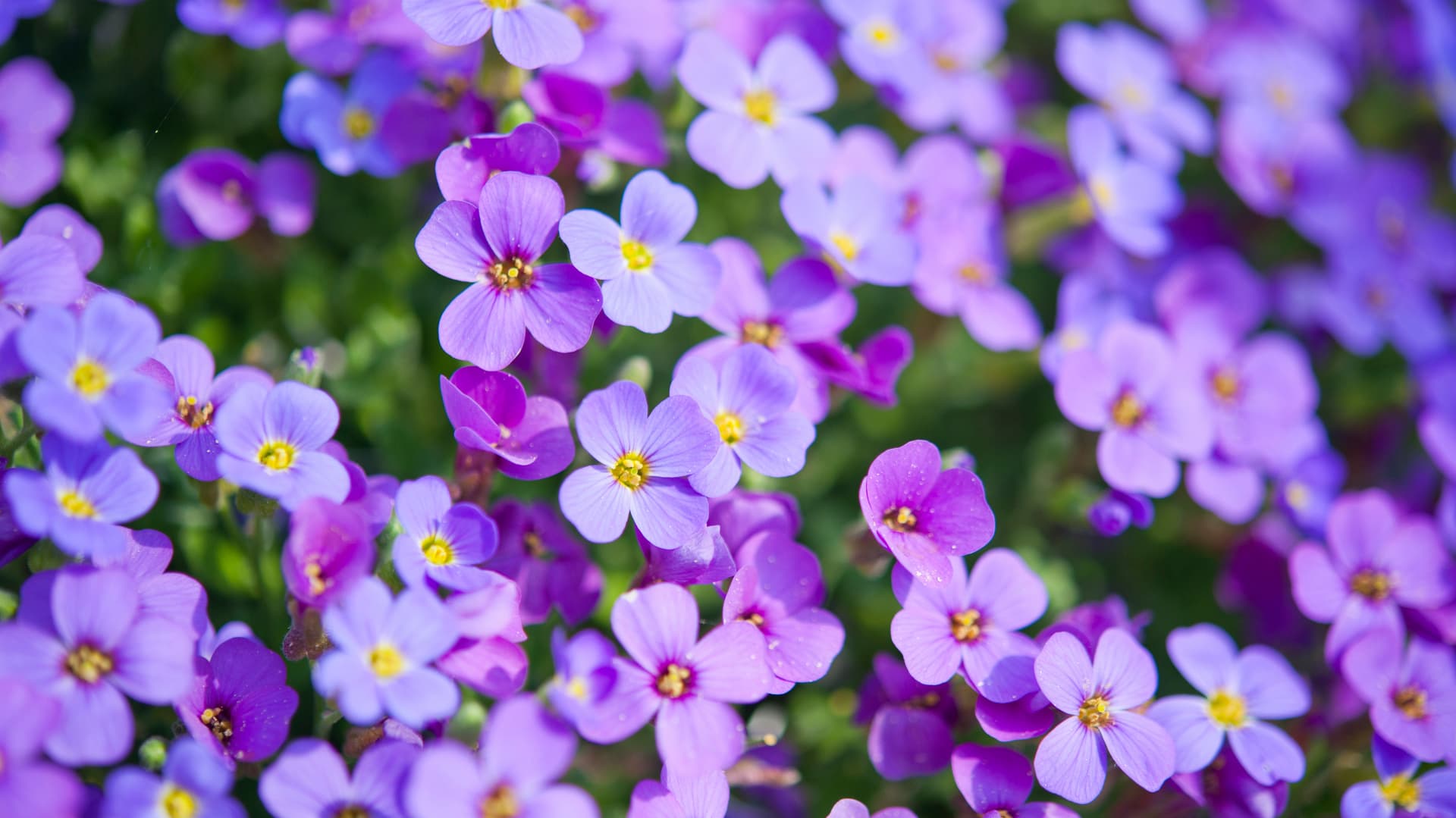 Hageland Sande bilde 7