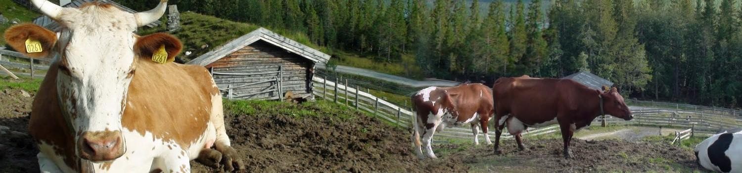 Håvardsrud Seterliv bilde 3
