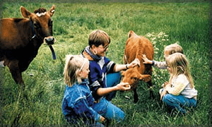 Sørbråten Gård bilde 6