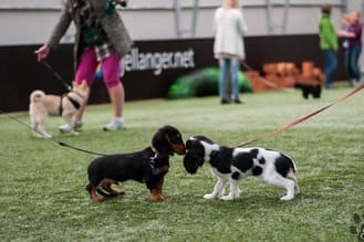 Fjellanger Hundesenter bilde 10