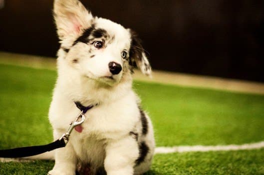 Fjellanger Hundesenter bilde 4