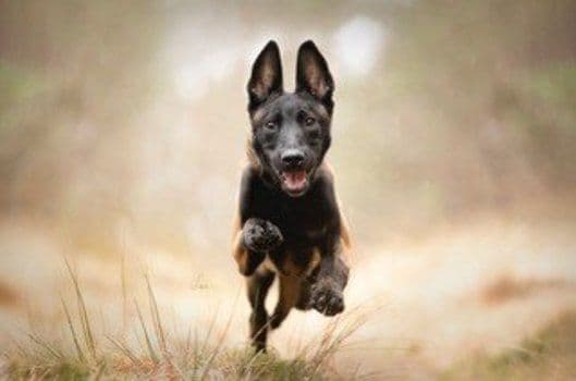 Fjellanger Hundesenter bilde 7