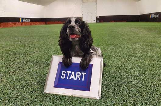 Fjellanger Hundesenter bilde 6