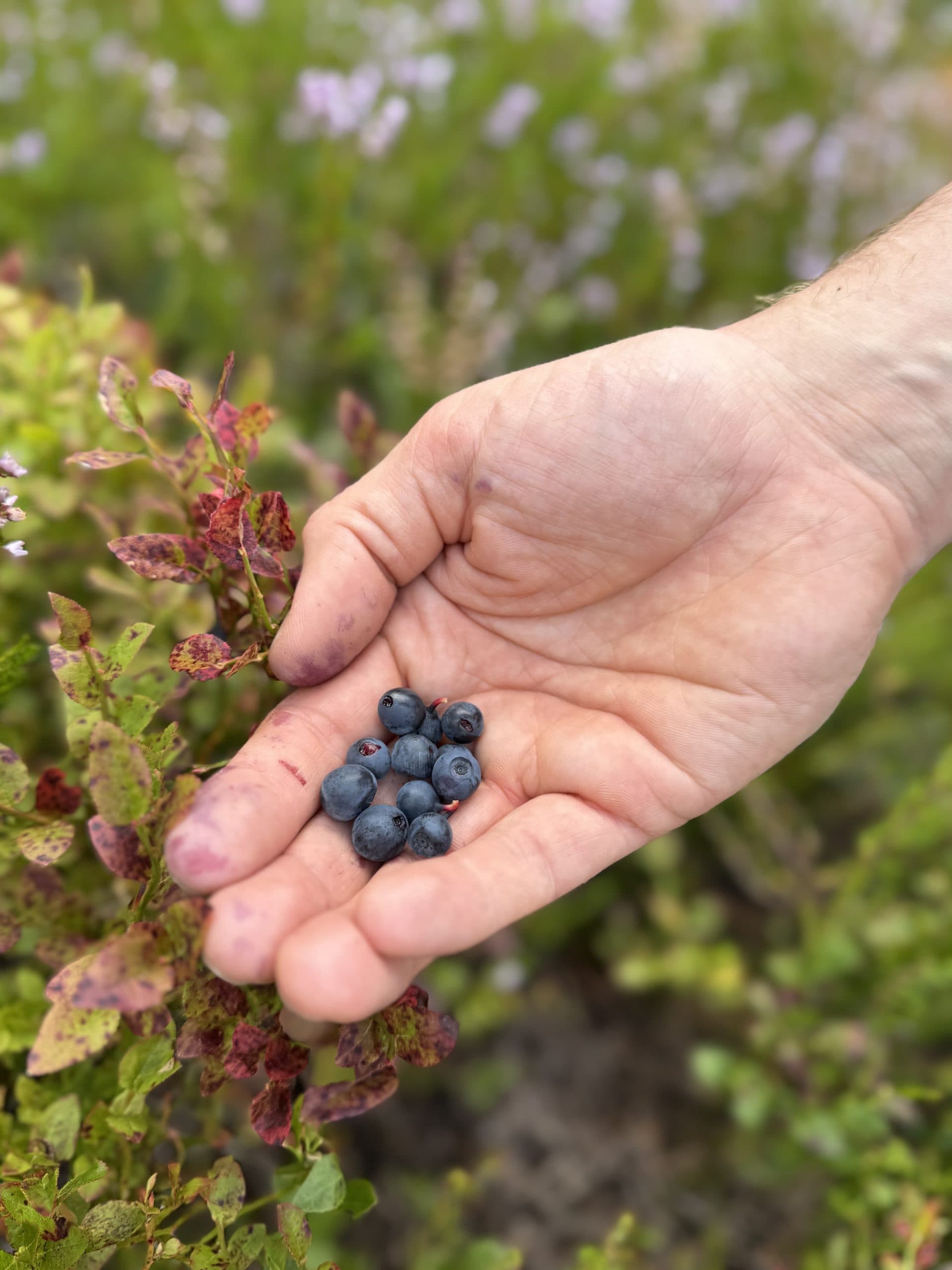 Vertshuset Baerums Verk bilde 7