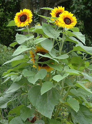 Kronstad Hovedgård bilde 3