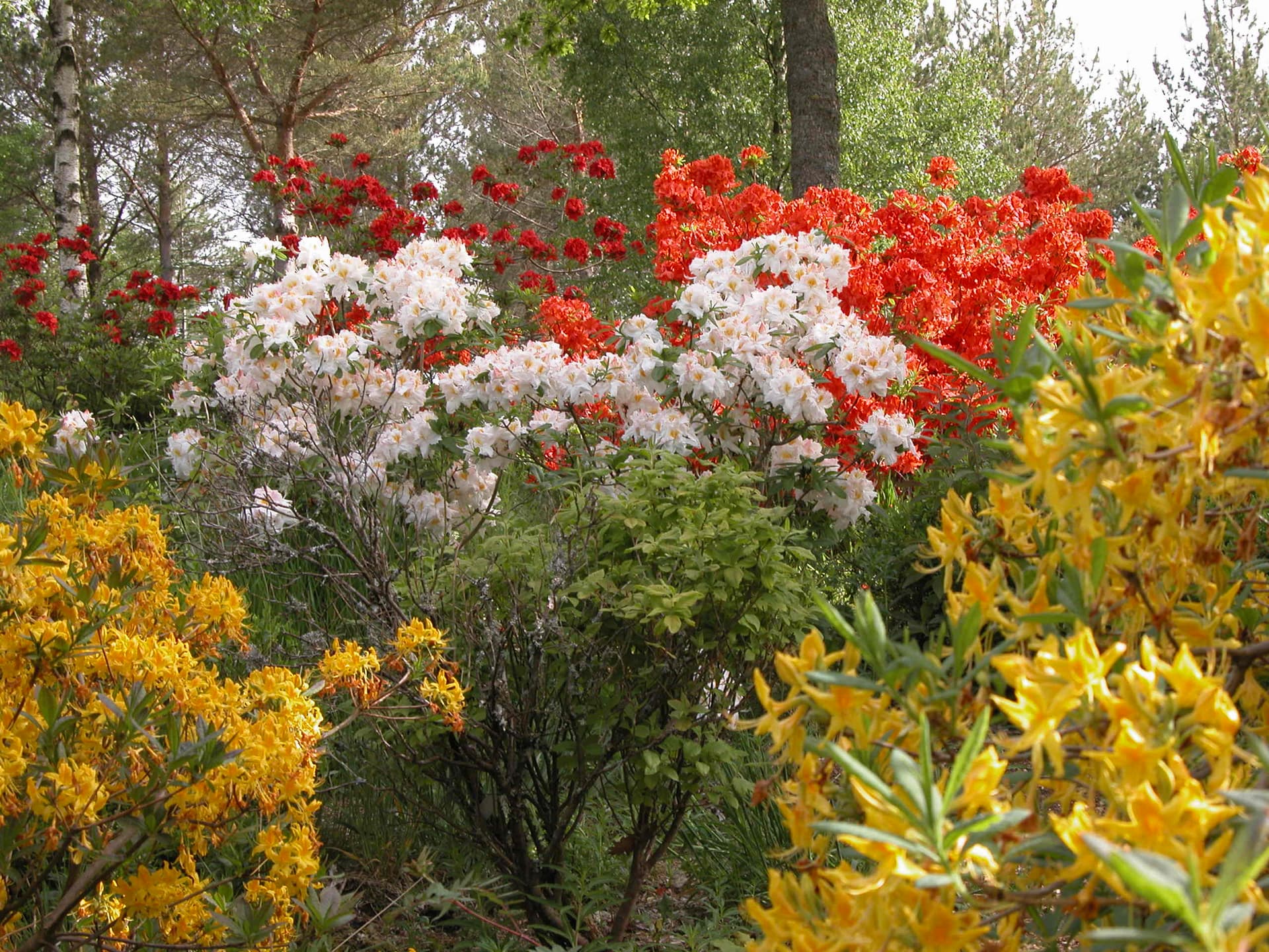 Rogaland Arboret bilde 7