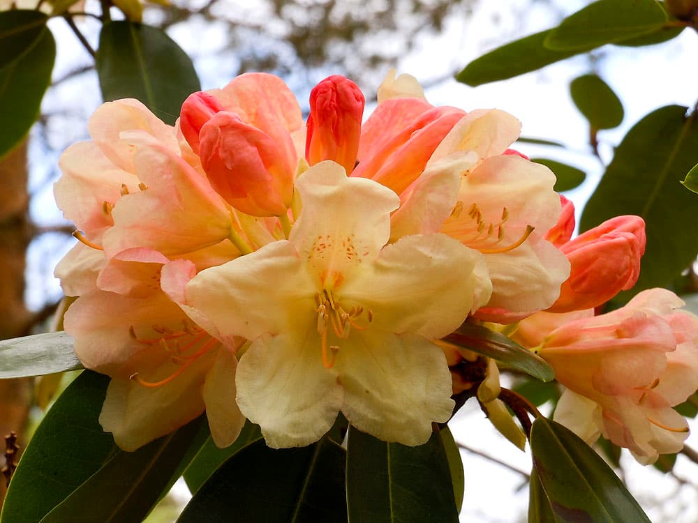 Rogaland Arboret bilde 4