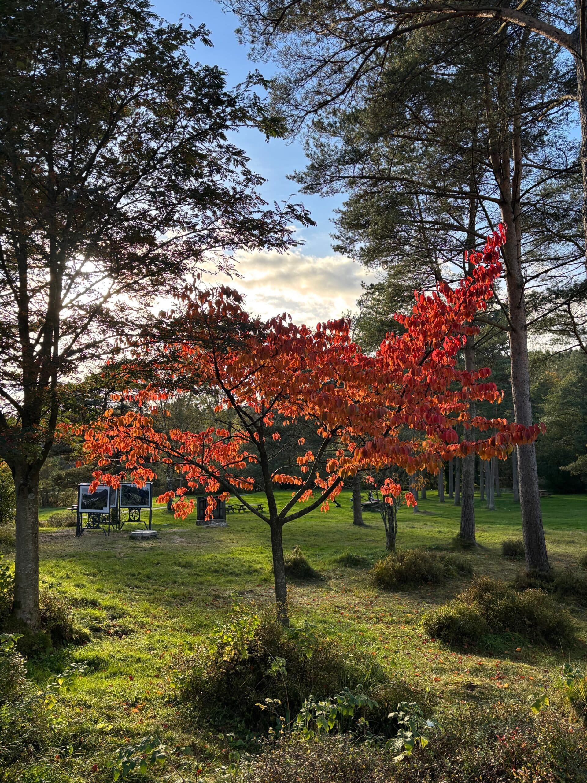 Rogaland Arboret bilde 6