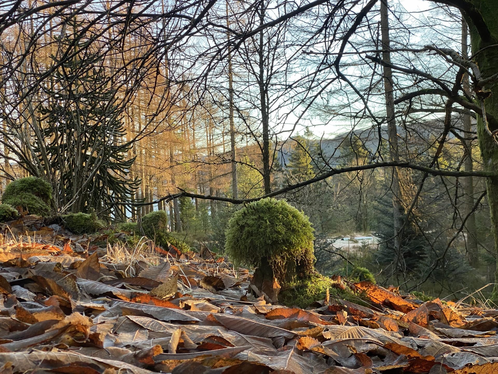 Rogaland Arboret bilde 1