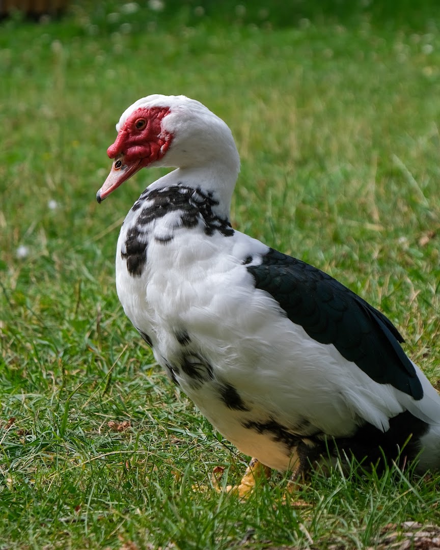 Bilde av Holt Gård