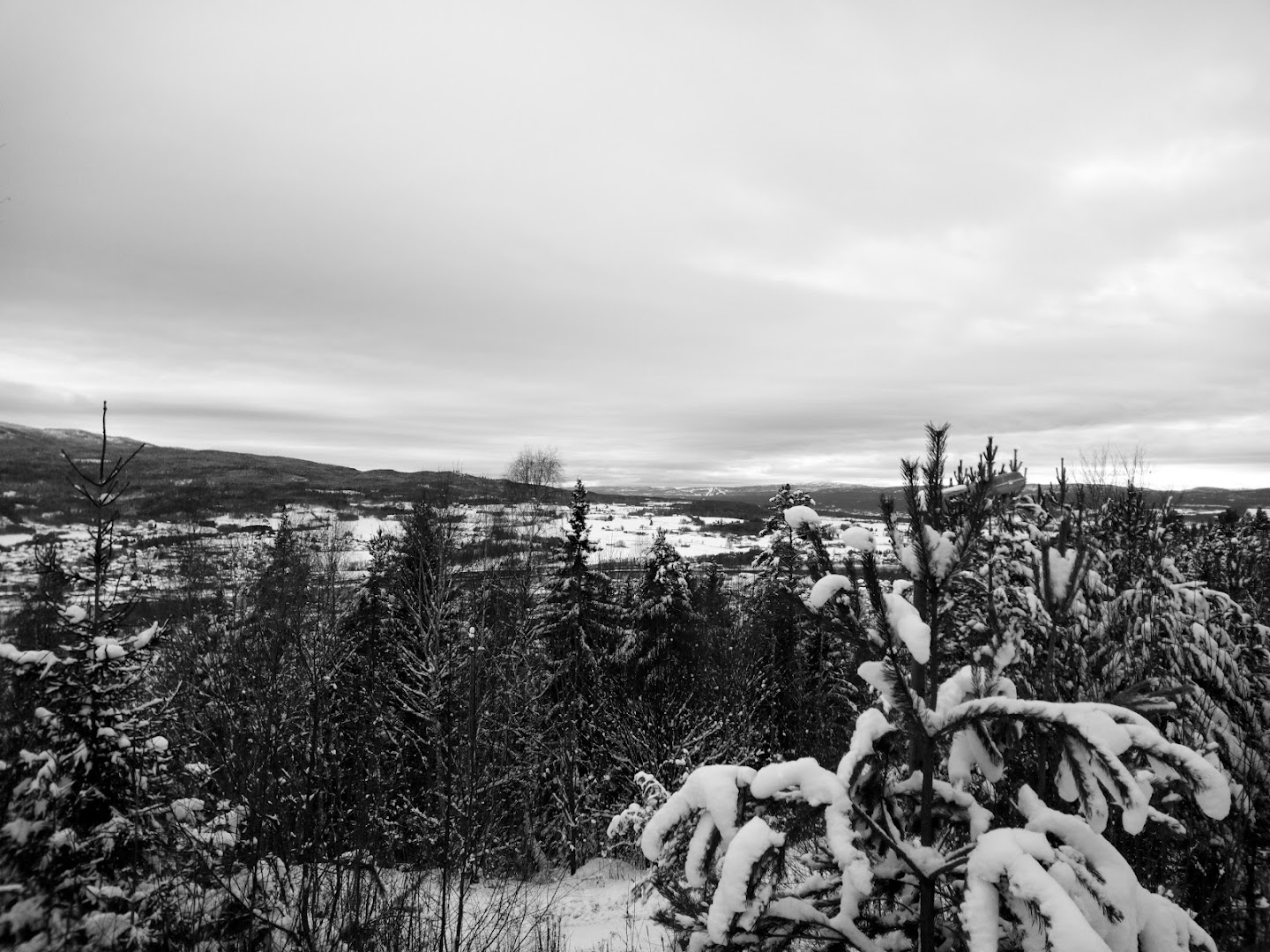 Bilde av Bjørkedokk